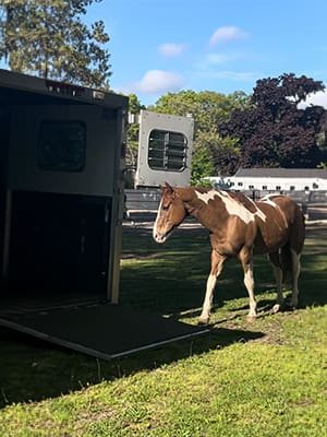 A horse standing in the grass near a building.